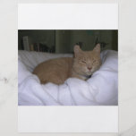 Chat paresseux prospectus