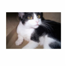 Chat Photo En Relief