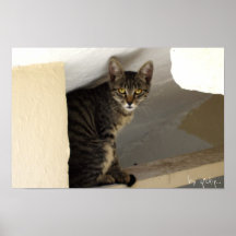 chat affiche