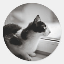 Chat regardant dehors autocollants ronds