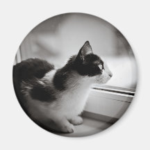 Chat regardant dehors magnets