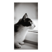 Chat regardant dehors photocarte personnalisée