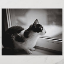 Chat regardant dehors prospectus en couleur