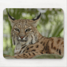 Chat sauvage 2b tapis de souris