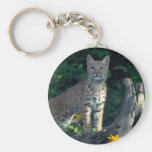 Chat sauvage dans les marguerites et l'herbe d'our porte-clef