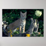 Chat sauvage dans les marguerites et l'herbe d'our posters