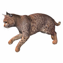 chat sauvage photo sculptures