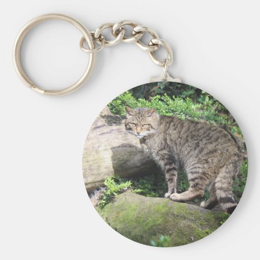 Chat sauvage porte-clés