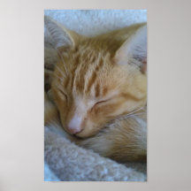 Chat somnolent de temps posters