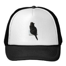 Chat sur des échelles casquettes de camionneur