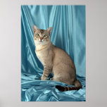 Chat tigré asiatique et fait tic tac posters