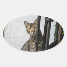 Chat tigré autocollants ovales