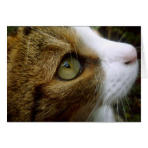 Chat tigré - carte de voeux de personnaliser