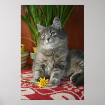 Chat tigré et jonquilles affiche