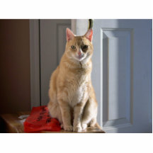 Chat tigré orange-clair photos en relief