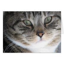 Chat-yeux Carte De Vœux
