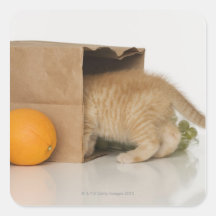 Chaton à l'intérieur de sac d'épicerie stickers carrés