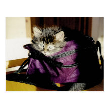 Chaton au loin éveillé dans une bourse de Bourgogn Carte Postale