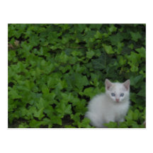 Chaton Cartes Postales
