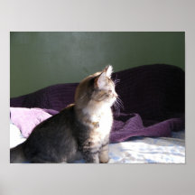 Chaton dans le grenier posters