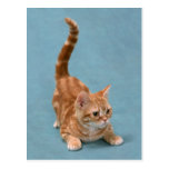 Chaton de attaque subit cartes postales