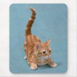 Chaton de attaque subit tapis de souris