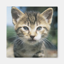 Chaton dehors aimants pour réfrigérateur