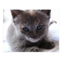 Chaton dilué d'écaille cartes postales