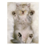 Chaton dormant sur un tapis pelucheux blanc, haut carte postale