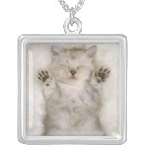 Chaton dormant sur un tapis pelucheux blanc, haut bijouterie