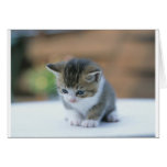 Chaton mignon cartes de vœux