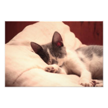 Chaton mignon de sommeil impressions photographiques
