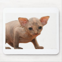 Chaton nouveau-né mignon de sphynx tapis de souris