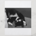 Chaton paresseux prospectus