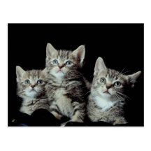 Chatons adorables carte postale