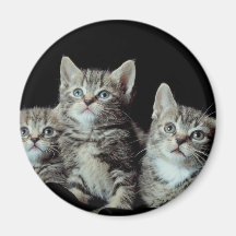 Chatons adorables magnets