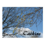 Chatons Cartes Postales