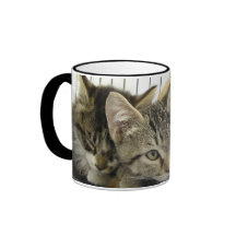 Chatons d'abri tasse