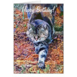 CHATS CARTES DE VŒUX