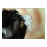 Chats Cartes De Vœux