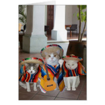 Chats drôles Cinco De Mayo cartes