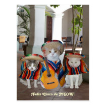 Chats drôles Feliz Cinco De Mayo cartes postales