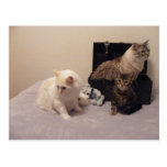 chats et carte postale de tronc