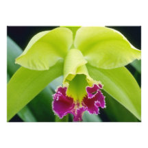 Chaux Greenwich, fleurs d'Elmwood (Brassocattleya) Invitations Personnalisées