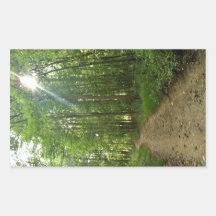 Chemin allumé dans la forêt autocollant rectangulaire