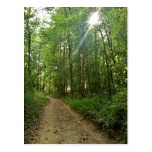Chemin allumé dans la forêt cartes postales
