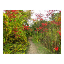 Chemin enchanté carte postale