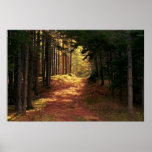 Chemin forestier ensoleillé poster