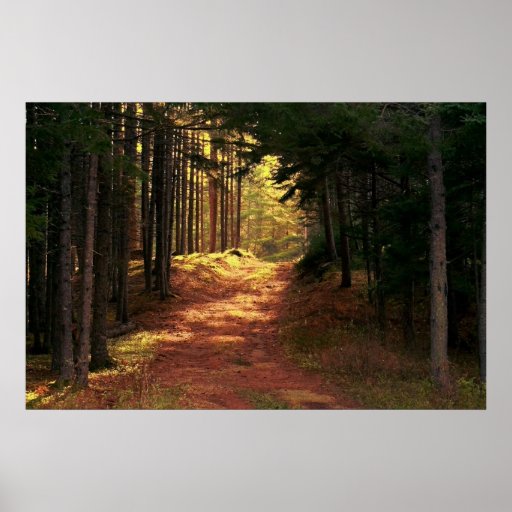 Chemin forestier ensoleillé poster