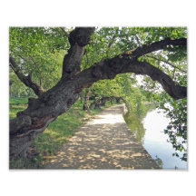 Chemin rayé par arbre par Lakeside Photos Sur Toile